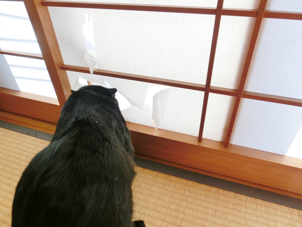 障子を破っている黒猫