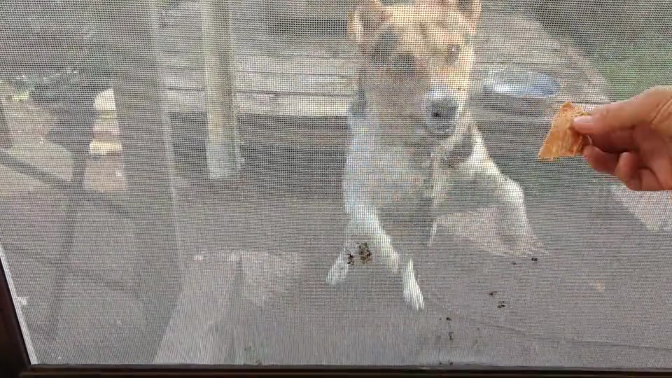 網戸に立ち上がる犬